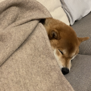 寒い夜には毛布を被るのです。柴犬子犬ハルのワンダフルライフ