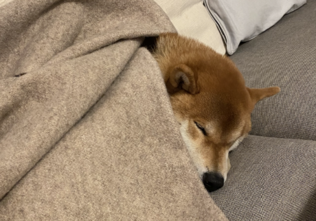 寒い夜には毛布を被るのです。柴犬子犬ハルのワンダフルライフ