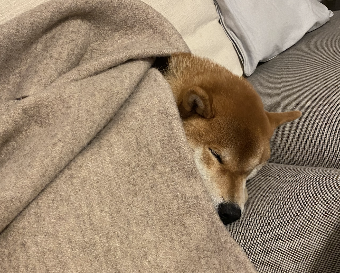 寒い夜には毛布を被るのです。