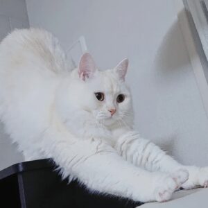 読者の皆さんから。「だって、ねこだもん」。もち