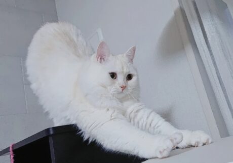 読者の皆さんから。「だって、ねこだもん」。もち