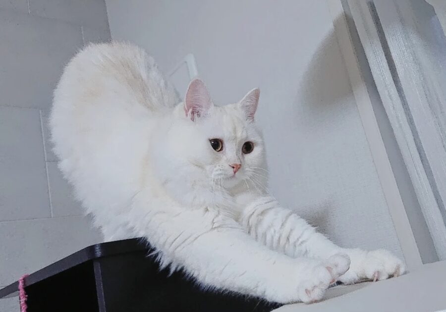 読者の皆さんから。「だって、ねこだもん」。もち 読者の皆さんから。「だって、ねこだもん」。もち