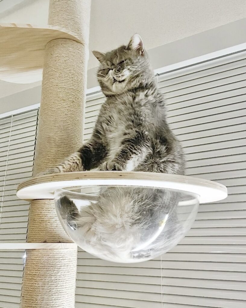 読者の皆さんから。「だって、ねこだもん」。ニコラ