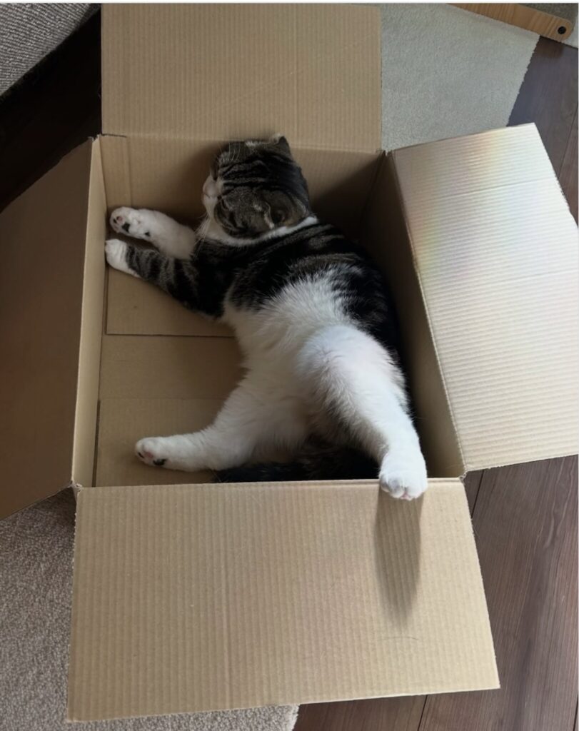 読者の皆さんから。「だって、ねこだもん」。もずく