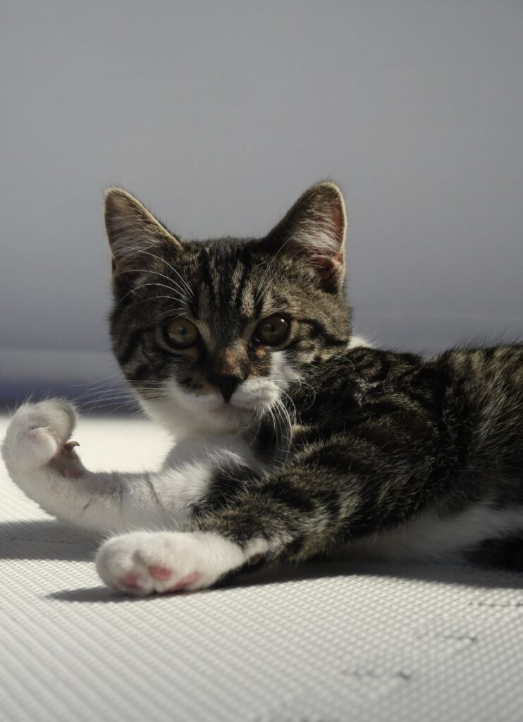 読者の皆さんから。「だって、ねこだもん」。シキ