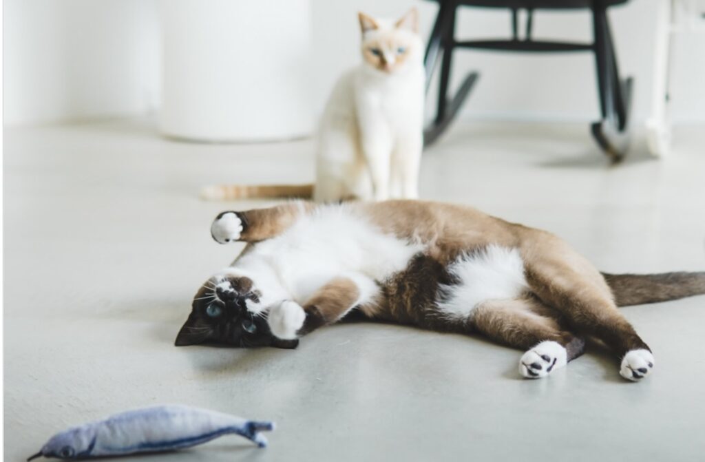 読者の皆さんから。「だって、ねこだもん」。モネ