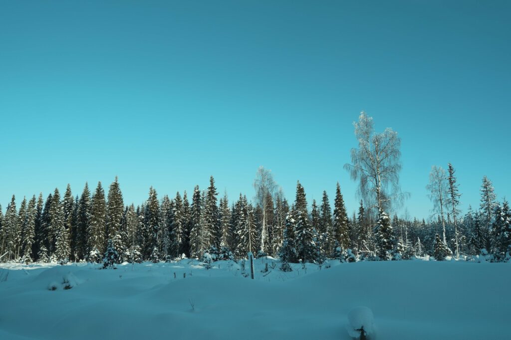 北極園の境界線上に位置する、ロヴァニエミ。静寂の森では風の音と雪を踏む足音だけが響く。