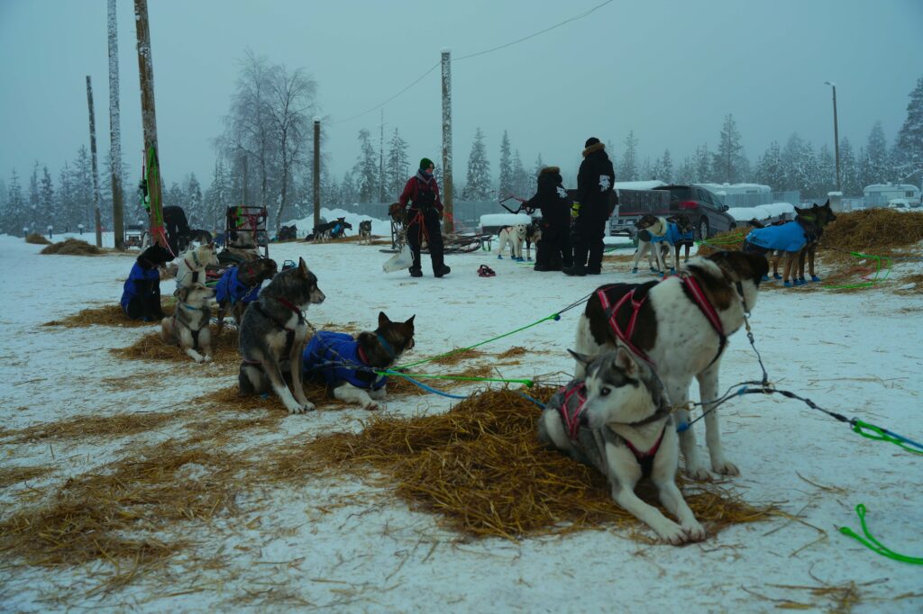 人懐こく、走ることが大好きなハスキー犬たち。ベアヒル・ハスキーで大切に管理されている。 | 人懐こく、走ることが大好きなハスキー犬たち。『ベアヒル・ハスキー』で大切に飼育・管理されている。