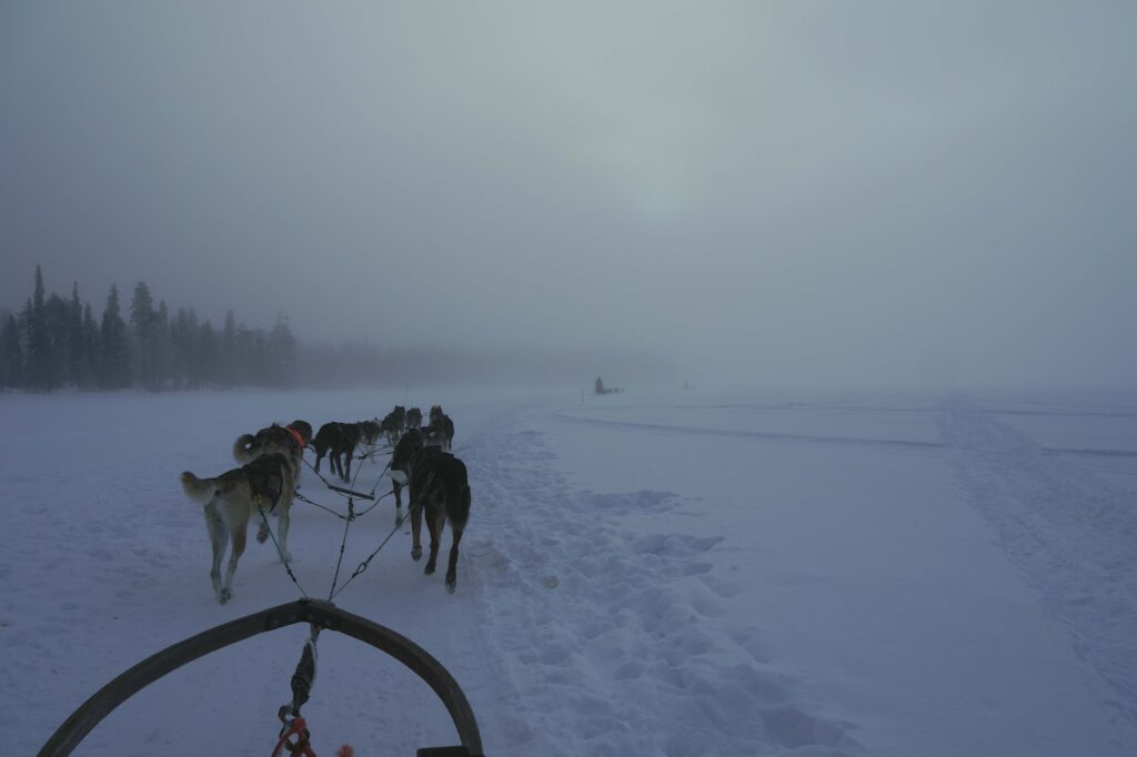 犬ぞりがスタートすると、犬たちの足音と雪を切るソリの音だけが響く。