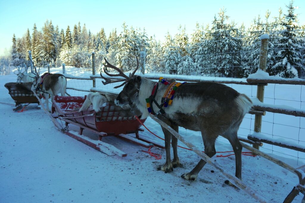 ハスキーソリよりもゆったりとした速度で進み、森の中を静かに巡る、トナカイソリ。