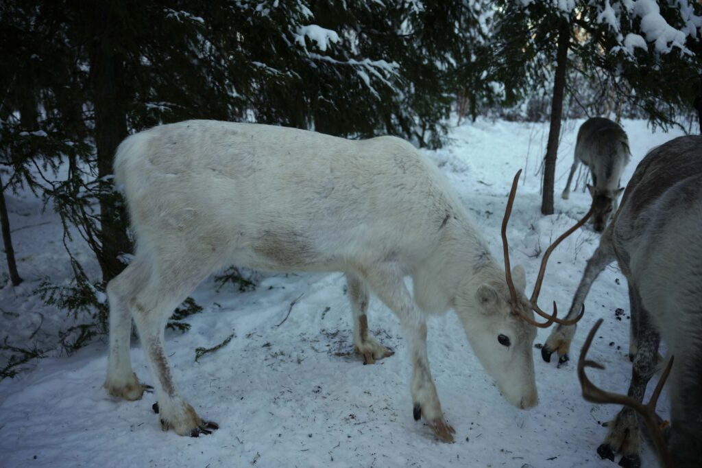 森の中で放牧されているトナカイたちは、餌の合図に応じて静かに姿を現し、やがて目の前には数十頭の群れが広がる。