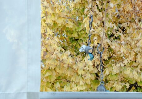 作品名は「Attack globe’s」。銀杏の黄色に白いドクロが映えた。 photo：濱田晋銀杏の木に「ひっかかってしまって」いた、白いドクロの行方。写真と文：浅見旬 (編集者、ライター) #3 | 作品名は「Attack globe's」。銀杏の黄色に白いドクロが映えた。 photo：濱田晋