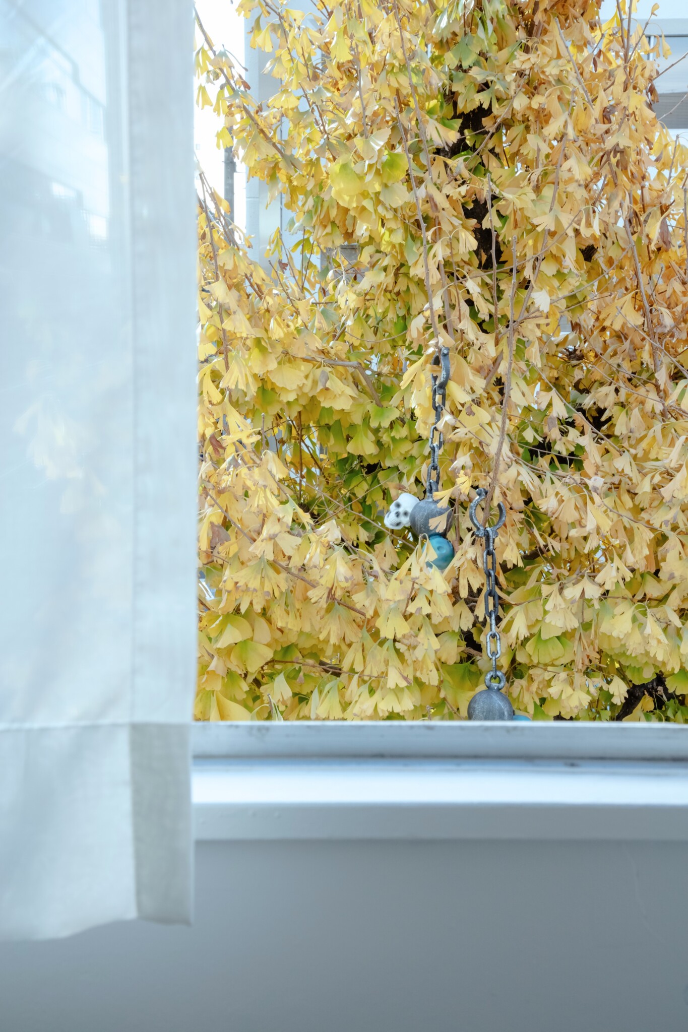 銀杏の木に「ひっかかってしまって」いた、白いドクロの行方。写真と文：浅見旬 (編集者、ライター) #3