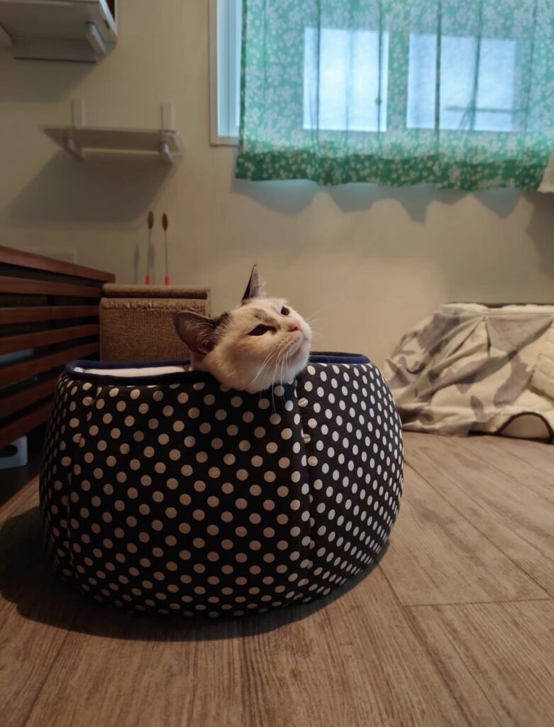 読者の皆さんから。「だって、ねこだもん」。あくあ