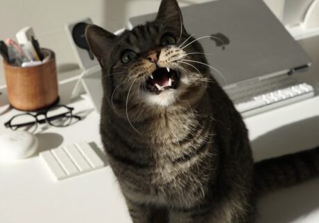 読者の皆さんから。「だって、ねこだもん」。ちる 読者の皆さんから。「だって、ねこだもん」。ちる