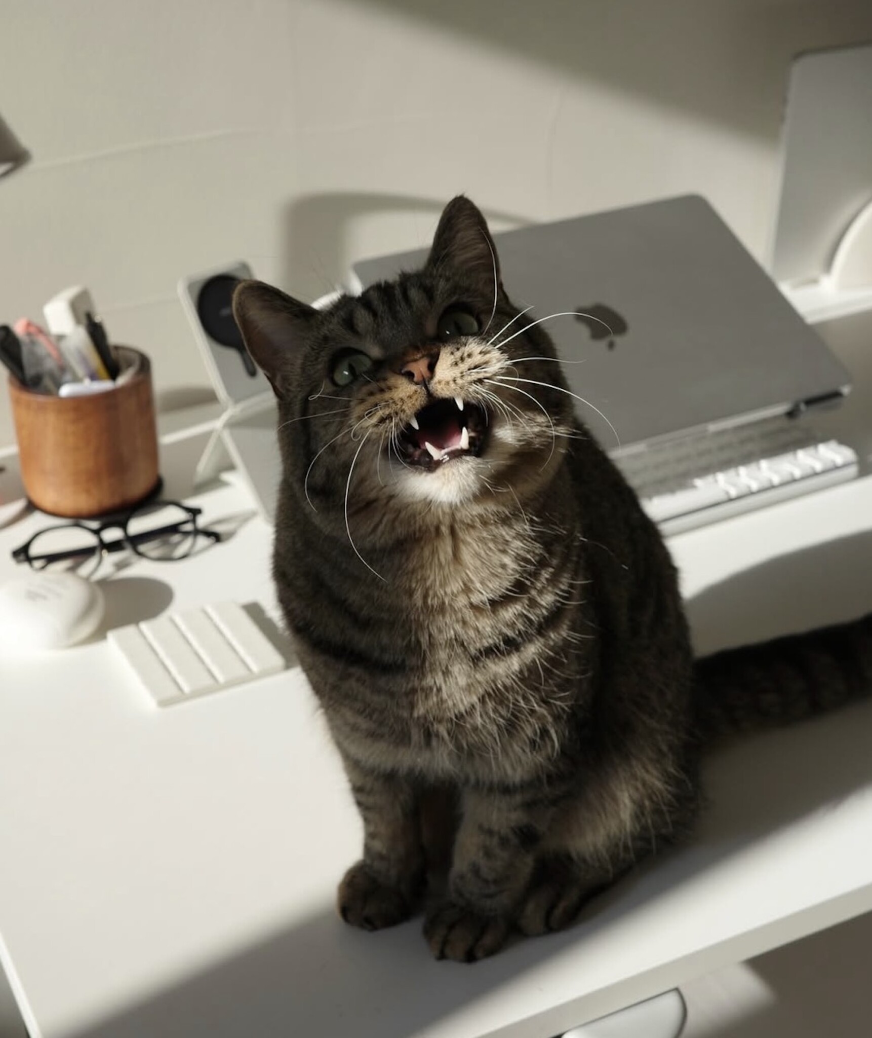 読者の皆さんから。「だって、ねこだもん」。【&NEKO SPECIAL 2026 vol.2】