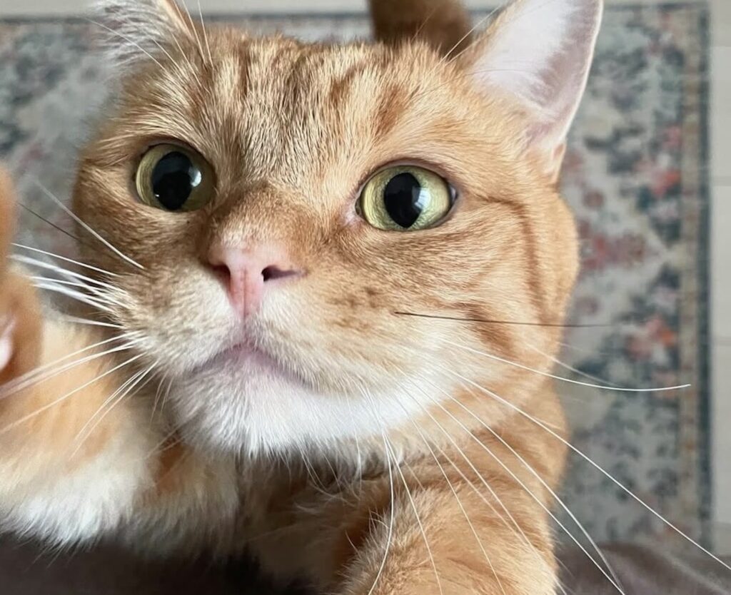 読者の皆さんから。「だって、ねこだもん」。茶太郎