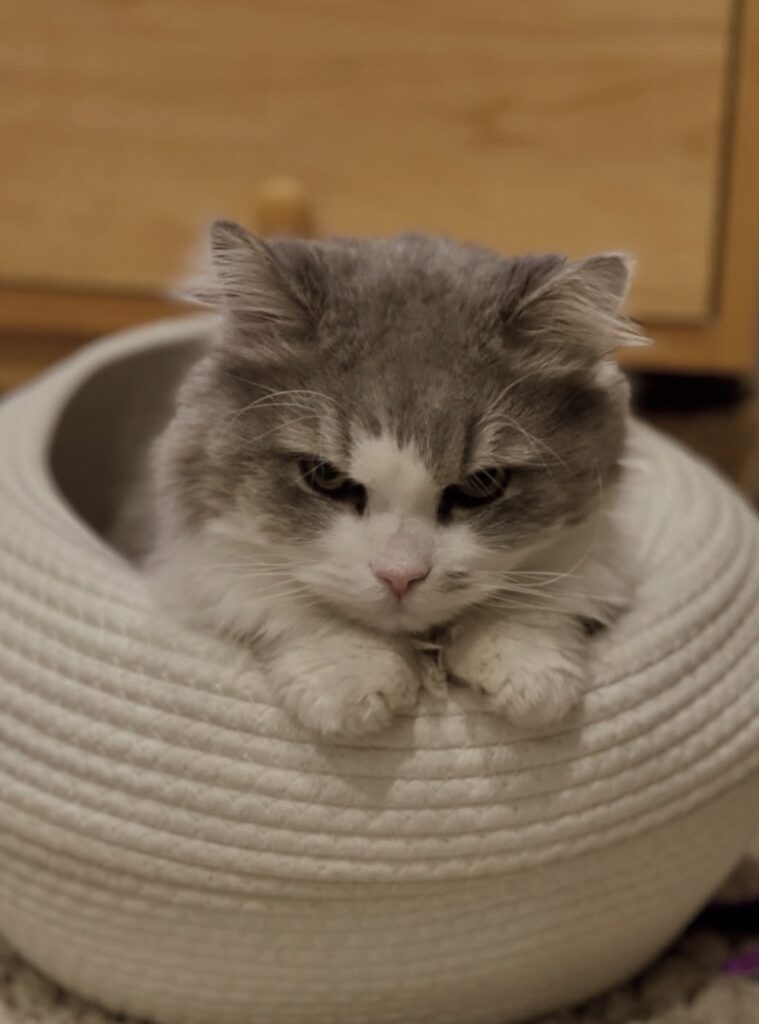 読者の皆さんから。「だって、ねこだもん」。レオン