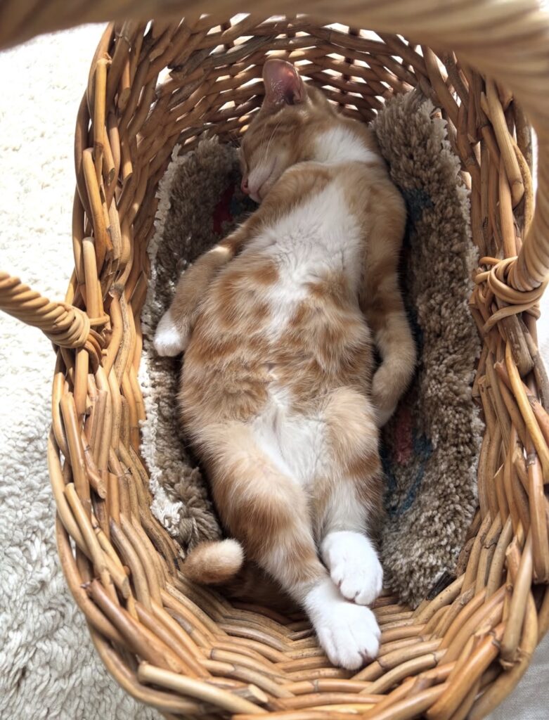 読者の皆さんから。「だって、ねこだもん」。うり 読者の皆さんから。「だって、ねこだもん」。うり