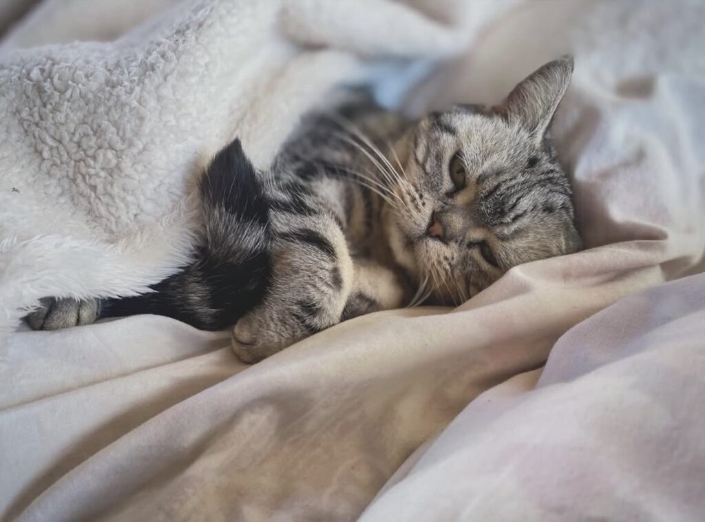 読者の皆さんから。「だって、ねこだもん」。ちよちゃん 読者の皆さんから。「だって、ねこだもん」。ちよちゃん