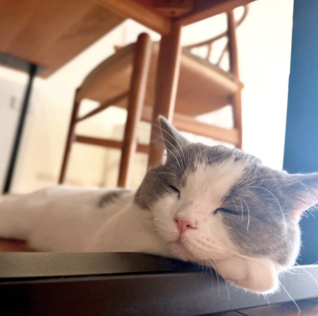 読者の皆さんから。「だって、ねこだもん」。こはく 読者の皆さんから。「だって、ねこだもん」。こはく