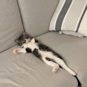 読者の皆さんから。「だって、ねこだもん」。シキ