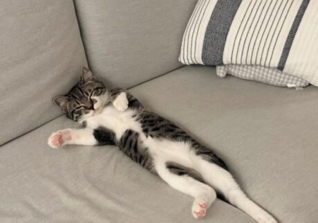 読者の皆さんから。「だって、ねこだもん」。シキ