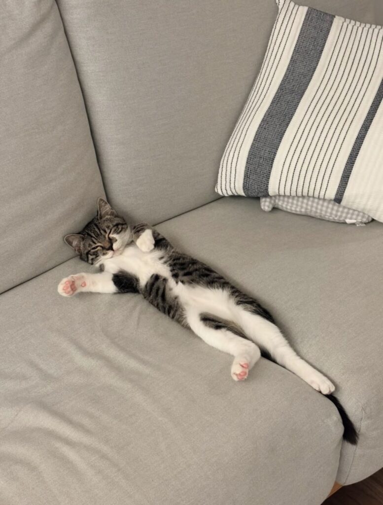 読者の皆さんから。「だって、ねこだもん」。シキ 読者の皆さんから。「だって、ねこだもん」。シキ