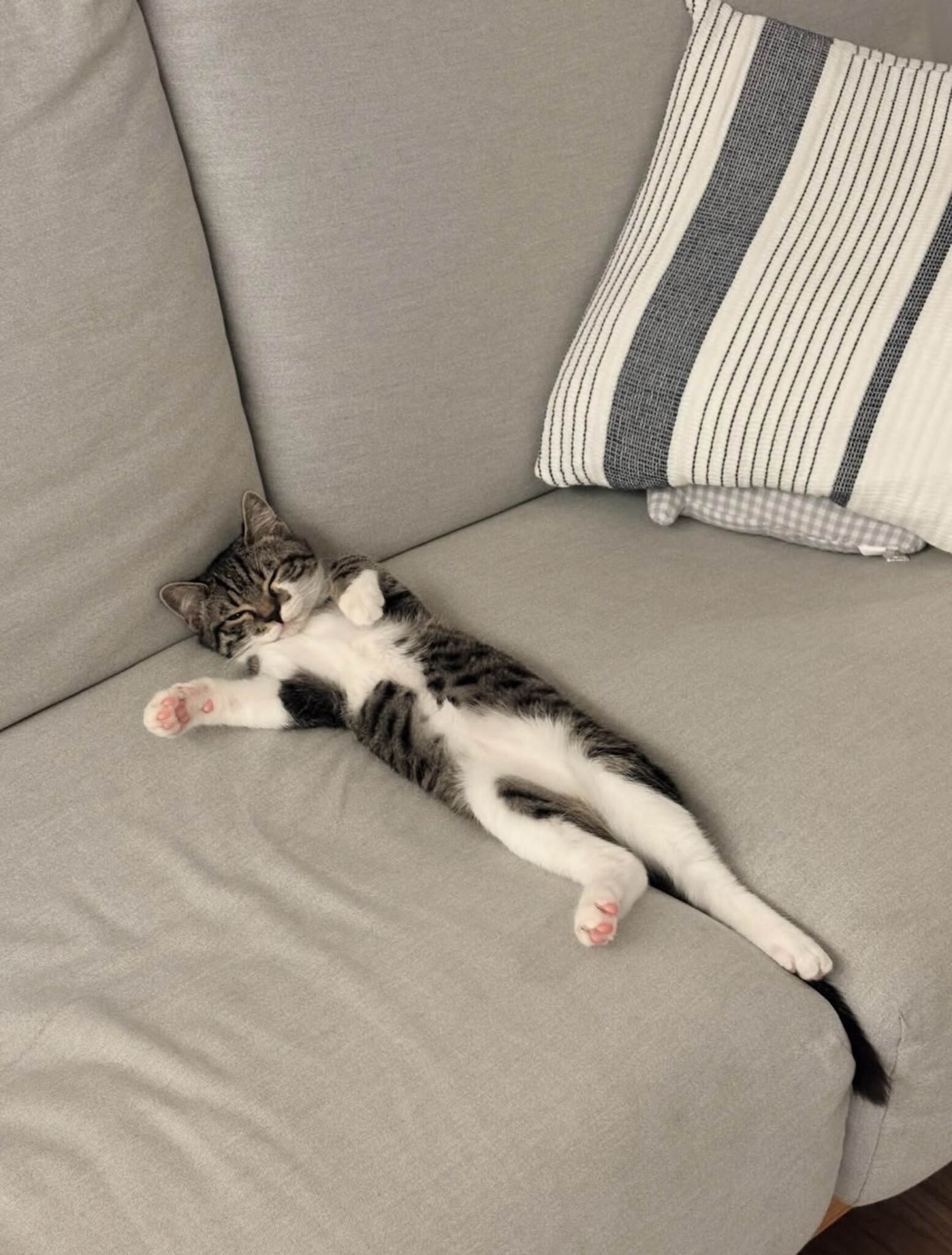 読者の皆さんから。「だって、ねこだもん」。【&NEKO SPECIAL 2026 vol.3】