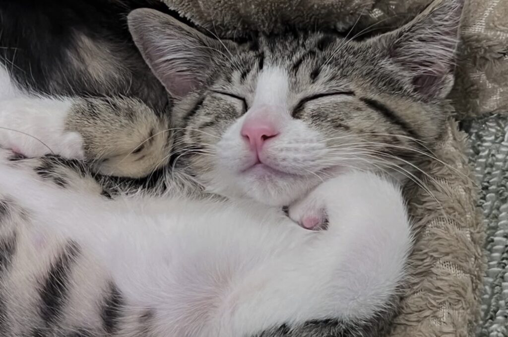 読者の皆さんから。「だって、ねこだもん」。うた 読者の皆さんから。「だって、ねこだもん」。うた