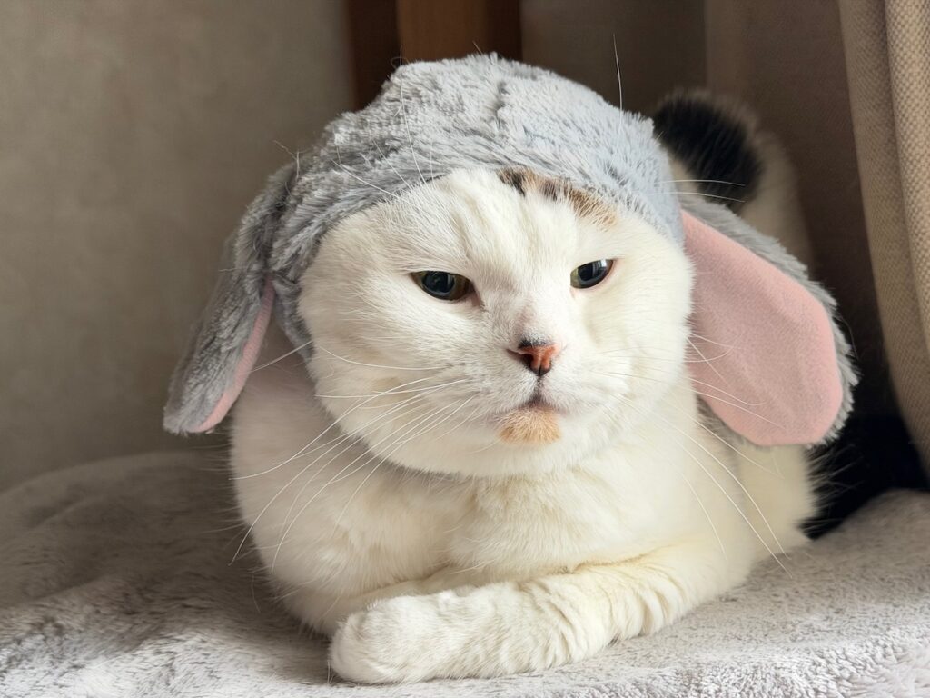 実は、正体はうさぎでした。スコティッシュフォールド いなほ | こんにちは。&NEKO水曜日担当のうさぎ、いなほです。