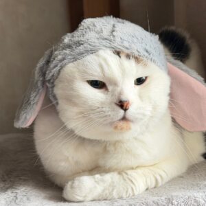 実は、正体はうさぎでした。スコティッシュフォールド いなほ | こんにちは。&NEKO水曜日担当のうさぎ、いなほです。