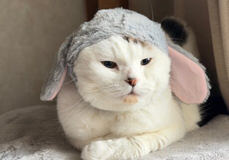 実は、正体はうさぎでした。スコティッシュフォールド いなほ | こんにちは。&NEKO水曜日担当のうさぎ、いなほです。