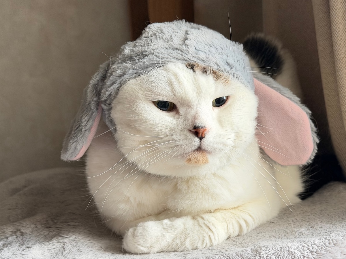 実は、正体はうさぎでした。【いなほ、オレ物語。vol.276】