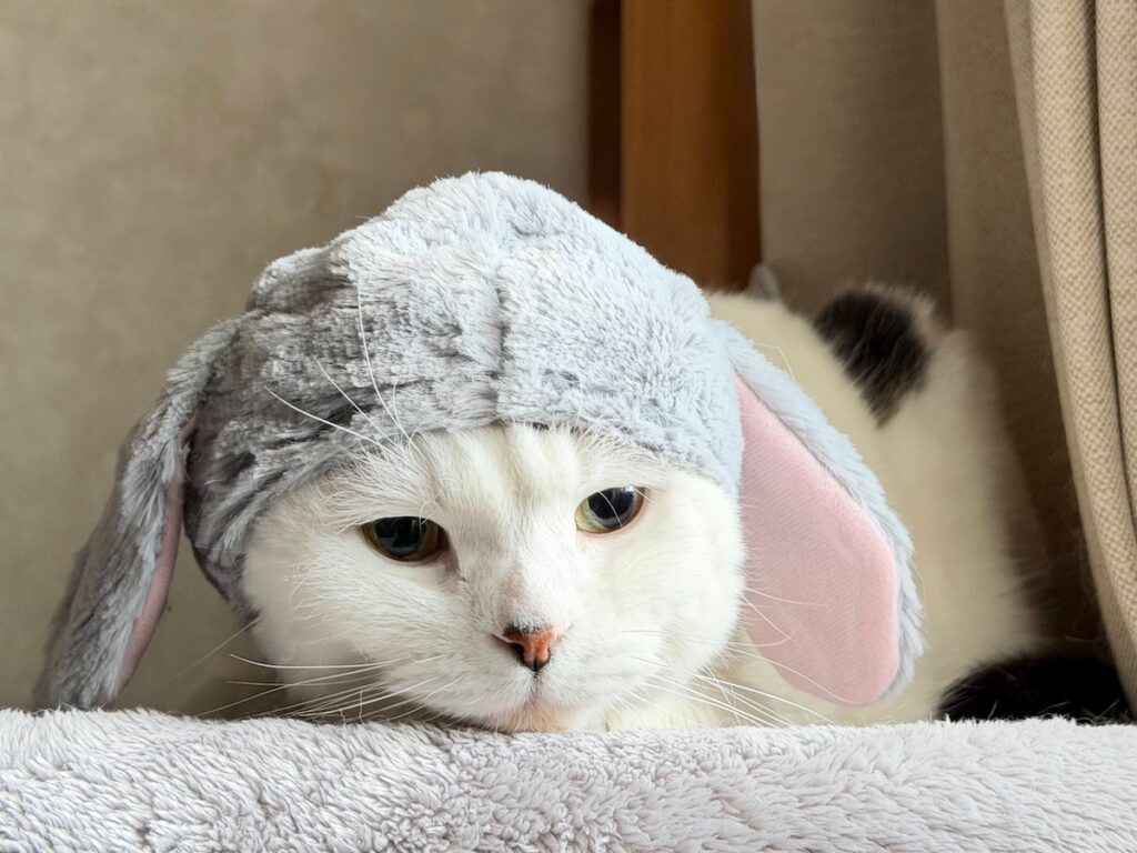 実は、正体はうさぎでした。スコティッシュフォールド いなほ | ……。どこからどう見ても、かわいいうさぎさんやろー?