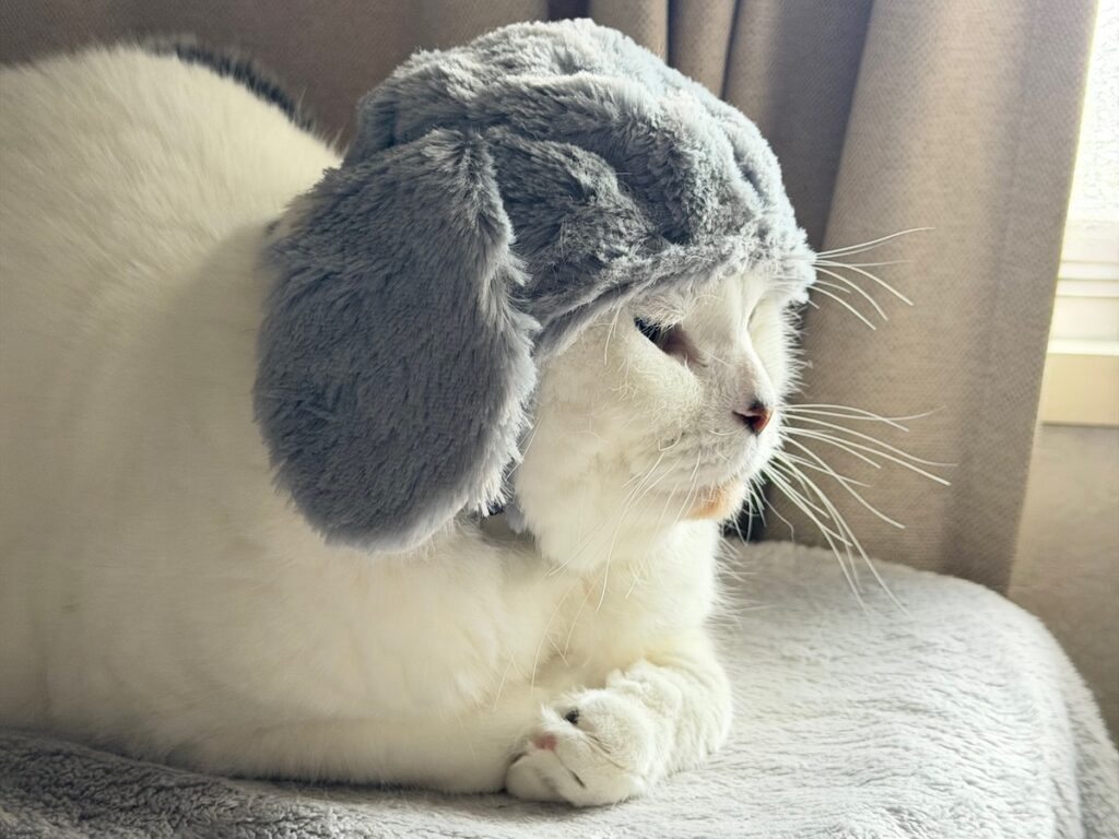 実は、正体はうさぎでした。スコティッシュフォールド いなほ | 横から見てもうさぎやろー？(エイプリルフールやで)