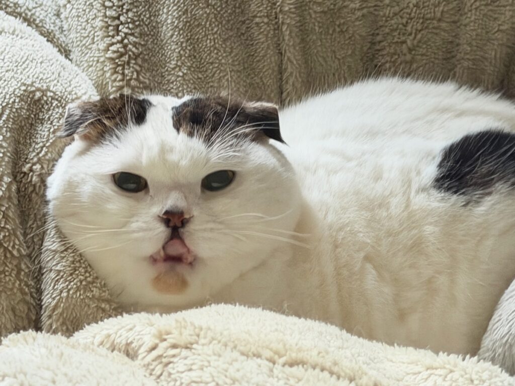 添い寝希望者はお知らせを。スコティッシュフォールド いなほ | 4月、新しい生活がはじまった人も多いんちゃうかー? 添い寝希望者はお知らせを。スコティッシュフォールド いなほ | 4月、新しい生活がはじまった人も多いんちゃうかー?