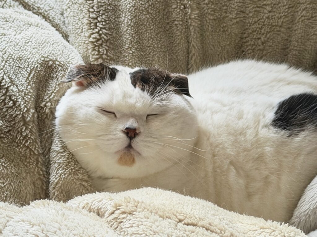 添い寝希望者はお知らせを。スコティッシュフォールド いなほ | 慣れないことに疲れたり、不安になったら、ふかふかのお布団でたっぷり寝るんやで〜。添い寝したろかー? 添い寝希望者はお知らせを。スコティッシュフォールド いなほ | 慣れないことに疲れたり、不安になったら、ふかふかのお布団でたっぷり寝るんやで〜。添い寝したろかー?