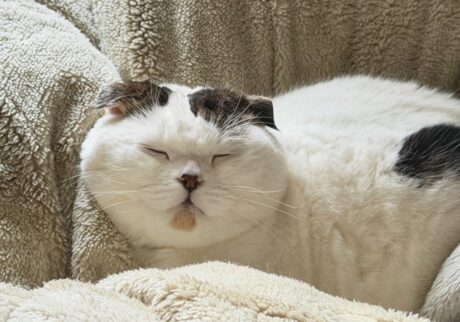 添い寝希望者はお知らせを。スコティッシュフォールド いなほ | 慣れないことに疲れたり、不安になったら、ふかふかのお布団でたっぷり寝るんやで〜。添い寝したろかー?