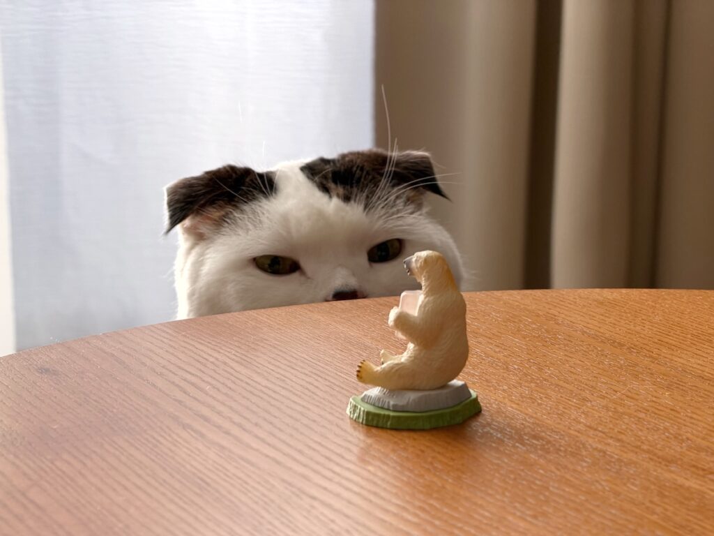 オレの、新しいお友達。スコティッシュフォールド いなほ | あのー、どちらさまですか?