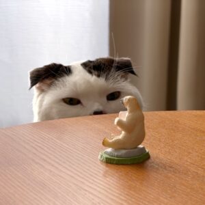 オレの、新しいお友達。スコティッシュフォールド いなほ | あのー、どちらさまですか?