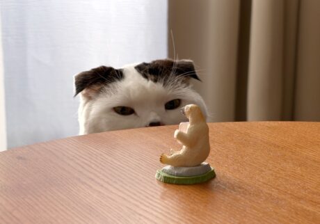 オレの、新しいお友達。スコティッシュフォールド いなほ | あのー、どちらさまですか?