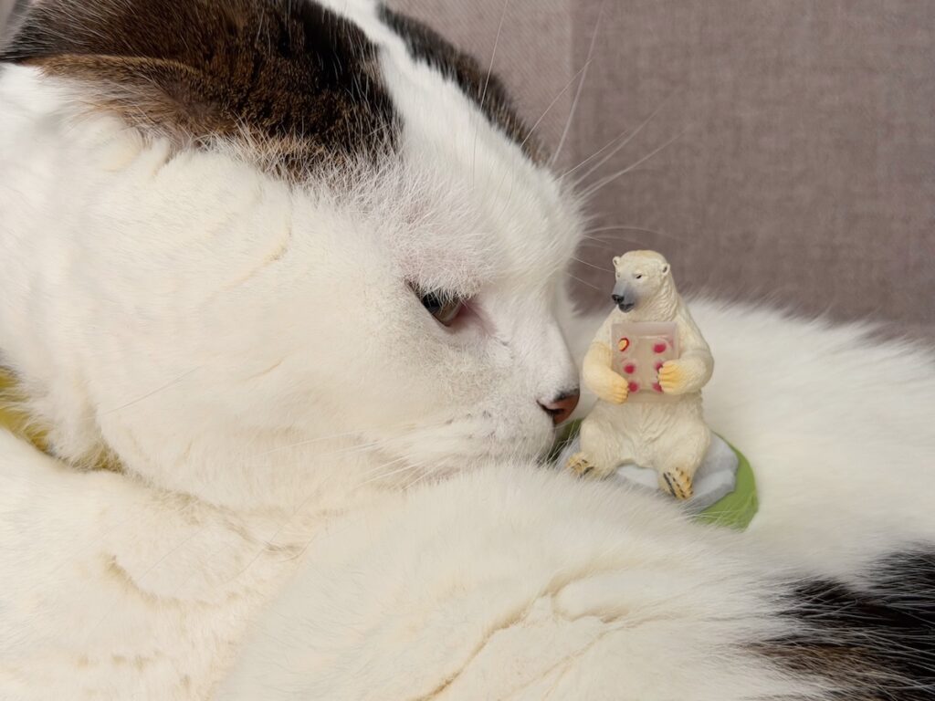 オレの、新しいお友達。スコティッシュフォールド いなほ | 『天王寺動物園』のシロクマ、ホウちゃん！ りんごの氷ケーキ、おいしそうやなー。