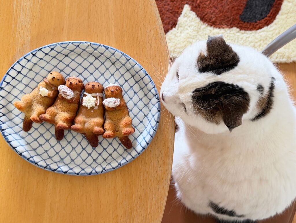 これが、ラッコの匂い？スコティッシュフォールド いなほ | ラッコが4頭！！ かわいいなー。