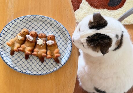 これが、ラッコの匂い？スコティッシュフォールド いなほ | ラッコが4頭！！ かわいいなー。