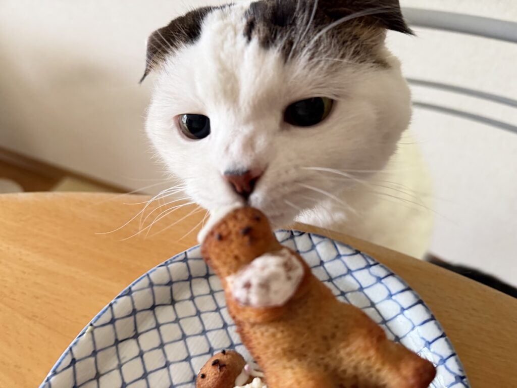 これが、ラッコの匂い？スコティッシュフォールド いなほ | めっちゃいい匂いするなー。ラッコって甘くておいしそうな匂いなんやー！