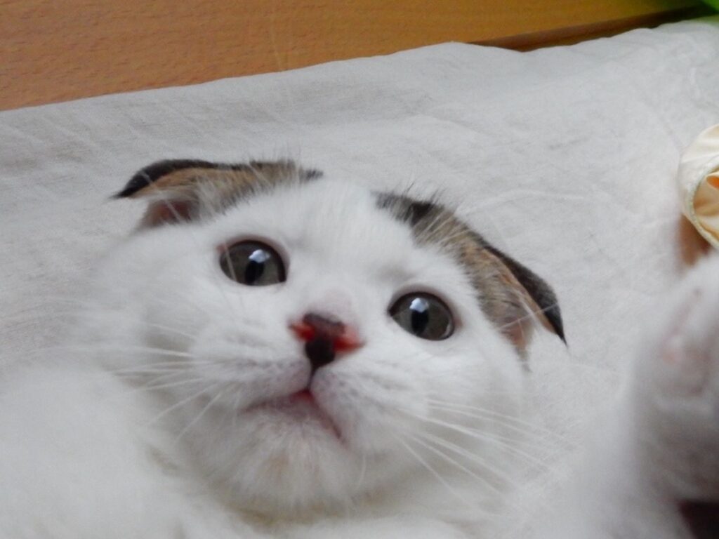 赤ちゃんのオレ。ねこパンチは手加減せーへんで！スコティッシュフォールド いなほ | 赤ちゃんのオレシリーズ。飼い主と遊んであげてる。