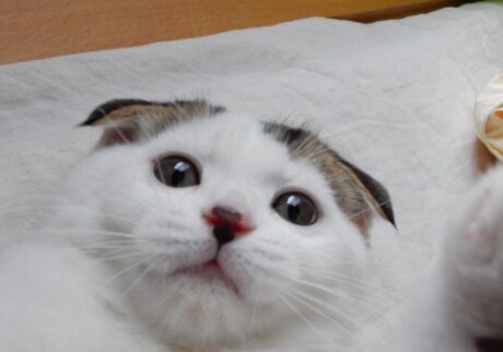 赤ちゃんのオレ。ねこパンチは手加減せーへんで！スコティッシュフォールド いなほ | 赤ちゃんのオレシリーズ。飼い主と遊んであげてる。