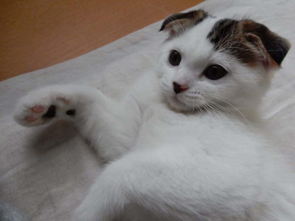 赤ちゃんのオレ。ねこパンチは手加減せーへんで！スコティッシュフォールド いなほ | なんや、ねこパンチ対決するんか?