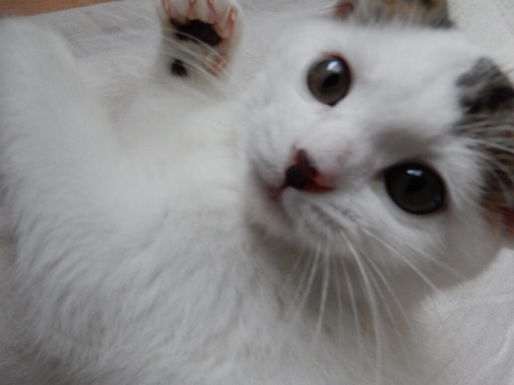 赤ちゃんのオレ。ねこパンチは手加減せーへんで！スコティッシュフォールド いなほ | 爪シャキーン！！ 手加減せーへんでー！